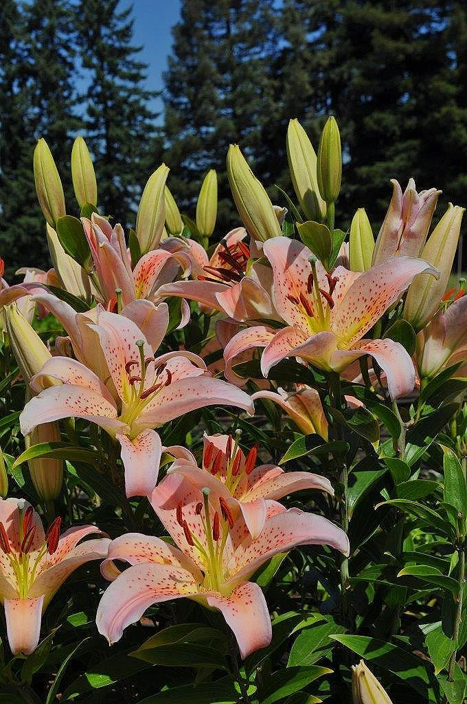 Mimosa' (Mak-Leek) — The Lily Garden